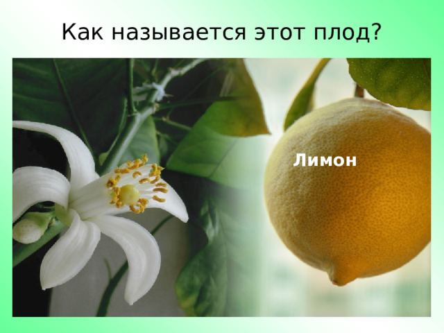 Как называется этот плод? Лимон 