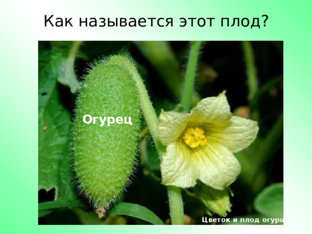 Как называется этот плод? Огурец 