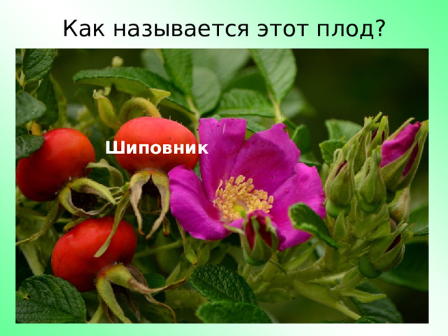 Как называется этот плод? Шиповник 