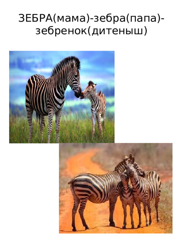 ЗЕБРА(мама)-зебра(папа)-  зебренок(дитеныш)   