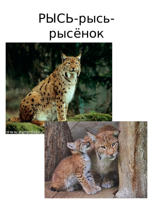 РЫСЬ-рысь-  рысёнок 