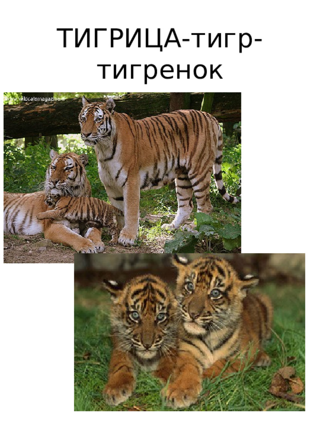 ТИГРИЦА-тигр-  тигренок 