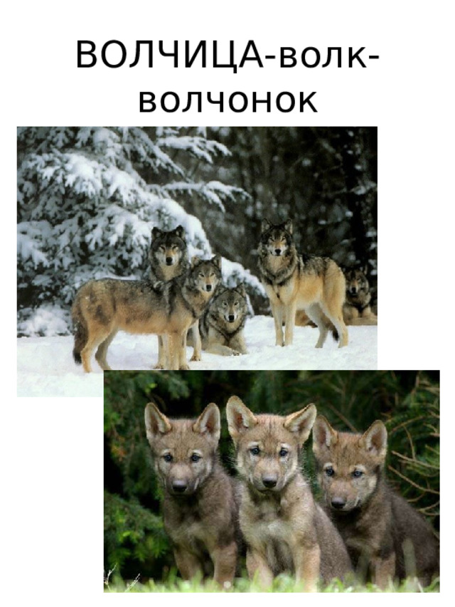 ВОЛЧИЦА-волк-  волчонок 