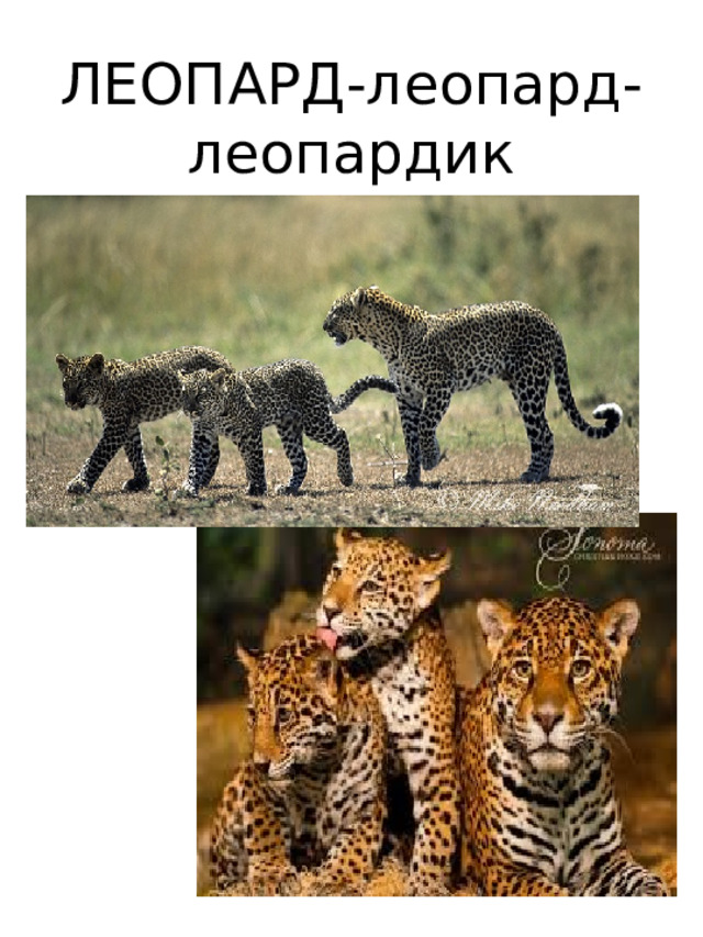 ЛЕОПАРД-леопард-  леопардик  