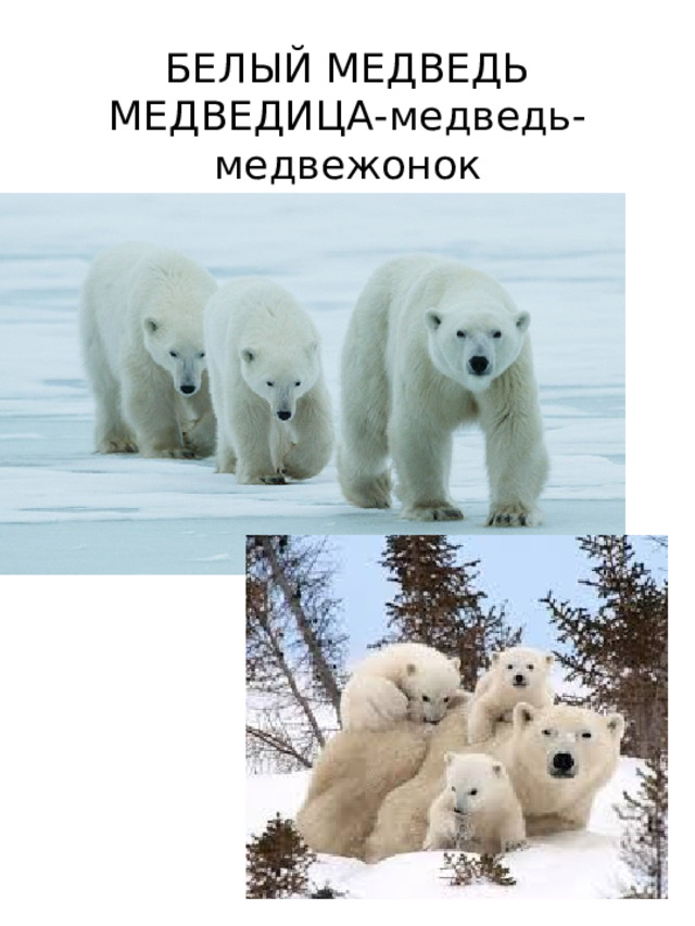 БЕЛЫЙ МЕДВЕДЬ  МЕДВЕДИЦА-медведь-медвежонок 