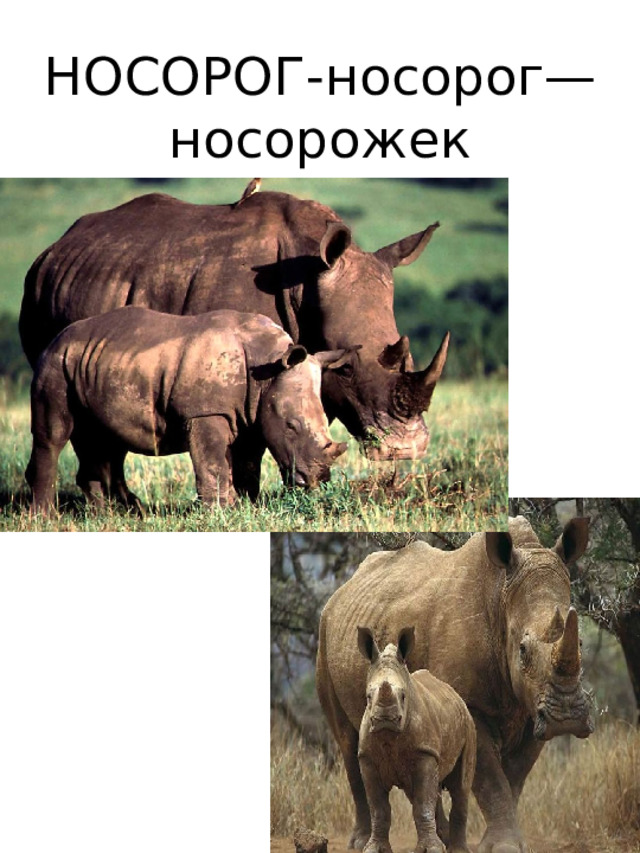 НОСОРОГ-носорог—  носорожек 