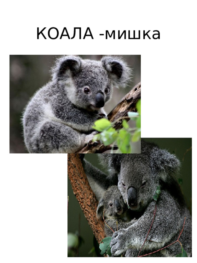 КОАЛА -мишка 