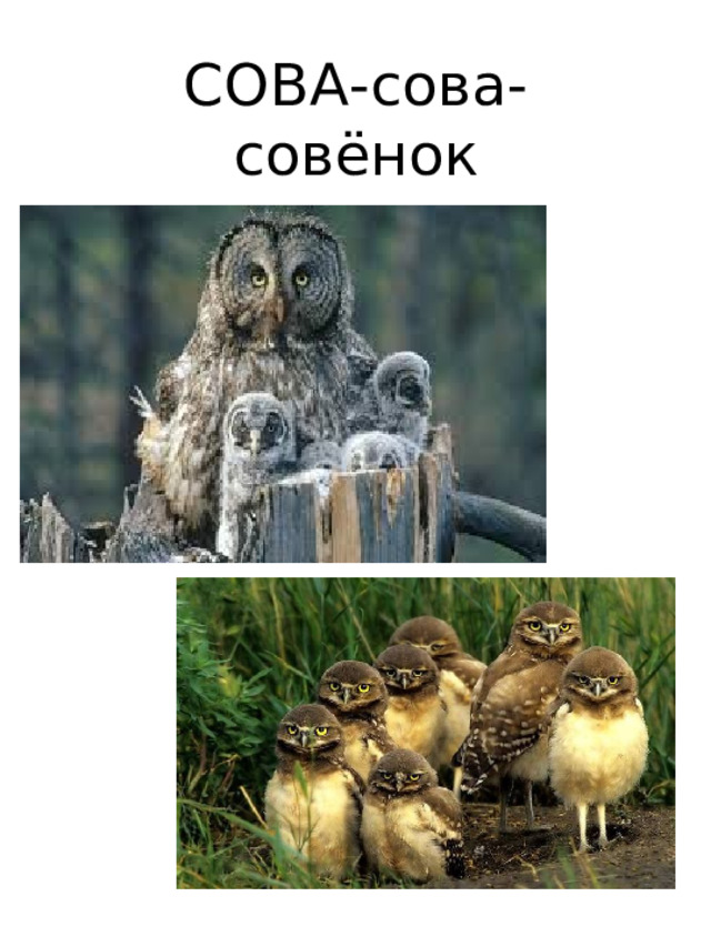 СОВА-сова-  совёнок 