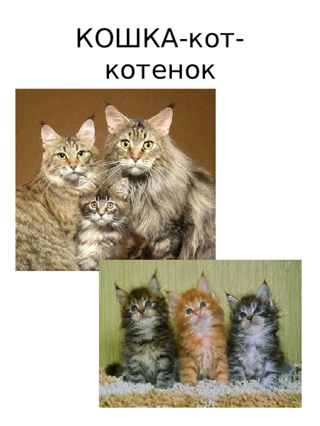 КОШКА-кот-  котенок 