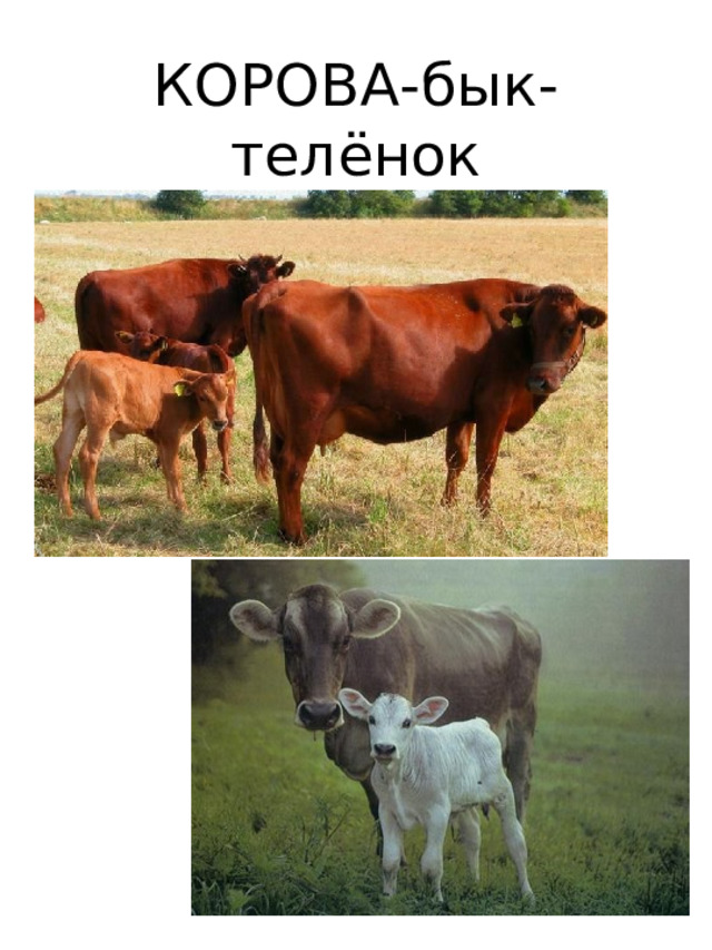 КОРОВА-бык-  телёнок 