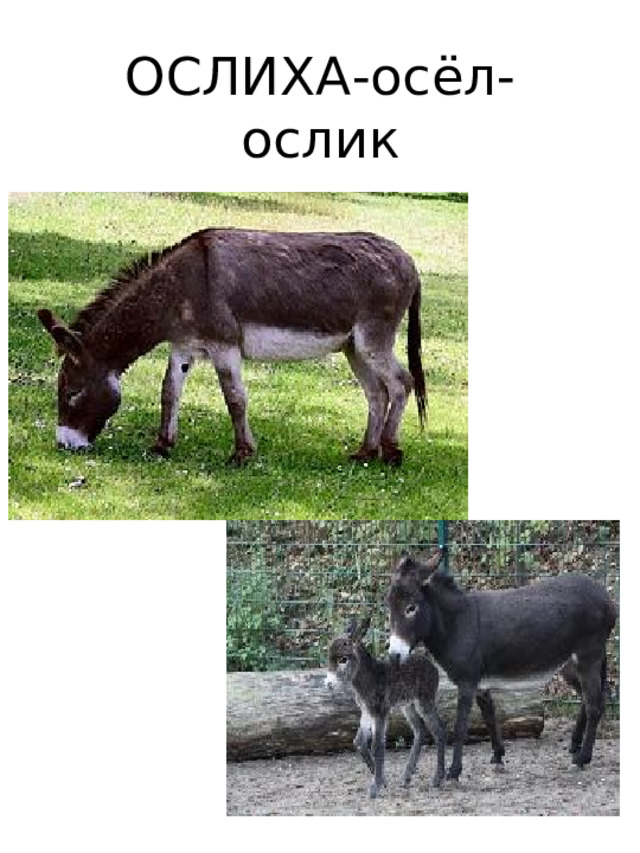 ОСЛИХА-осёл-  ослик 