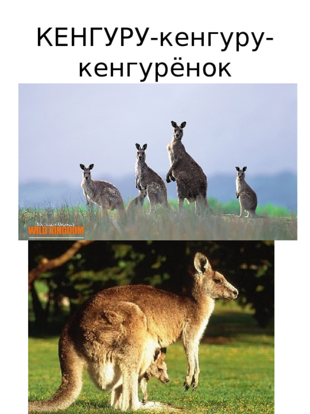 КЕНГУРУ-кенгуру-  кенгурёнок 