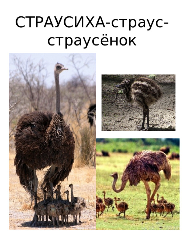 СТРАУСИХА-страус-  страусёнок 