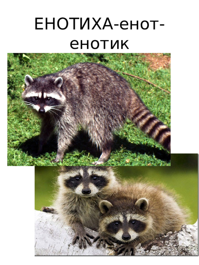 ЕНОТИХА-енот-  енотик 