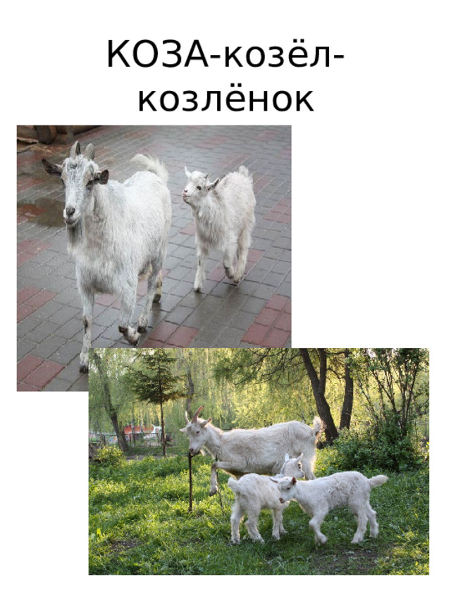 КОЗА-козёл-  козлёнок 