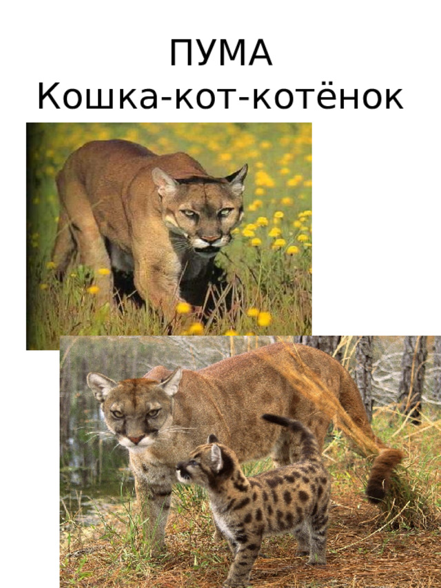 ПУМА  Кошка-кот-котёнок 