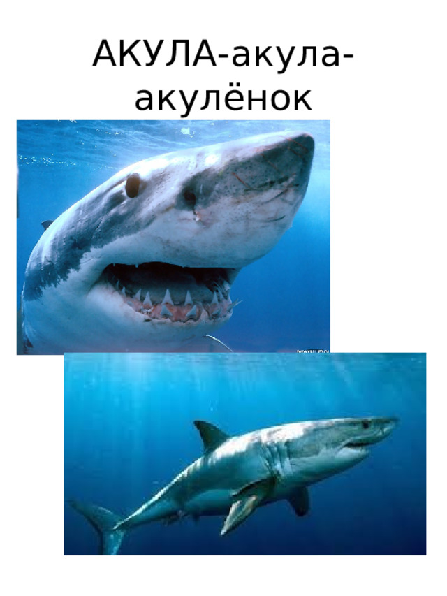 АКУЛА-акула-  акулёнок 