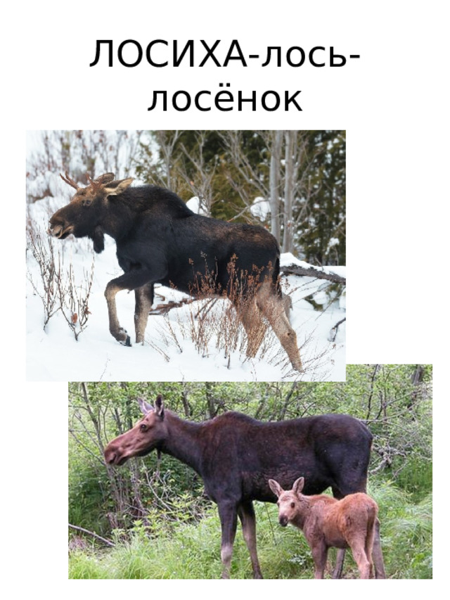 ЛОСИХА-лось-  лосёнок 