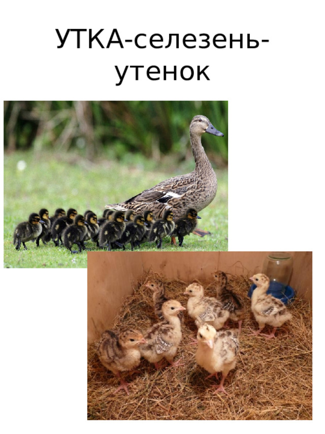 УТКА-селезень-  утенок 