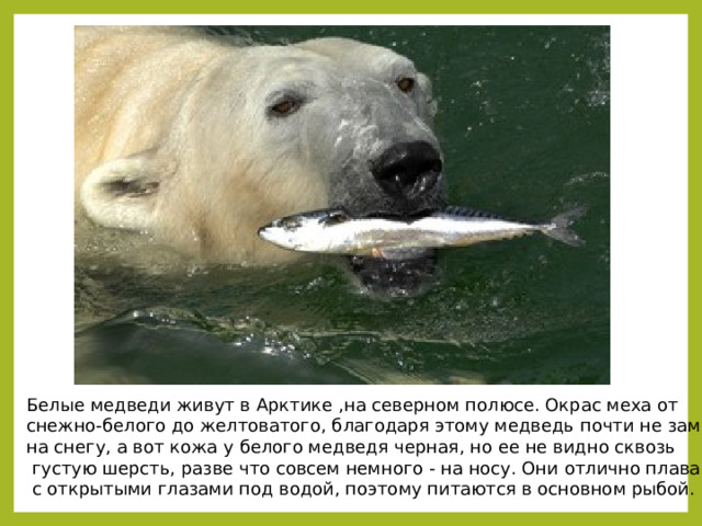 Белые медведи живут в Арктике ,на северном полюсе. Окрас меха от снежно-белого до желтоватого, благодаря этому медведь почти не заметен на снегу, а вот кожа у белого медведя черная, но ее не видно сквозь  густую шерсть, разве что совсем немного - на носу. Они отлично плавают  с открытыми глазами под водой, поэтому питаются в основном рыбой. 
