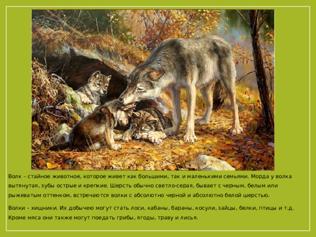 Волк – стайное животное, которое живет как большими, так и маленькими семьями. Морда у волка вытянутая, зубы острые и крепкие. Шерсть обычно светло-серая, бывает с черным, белым или рыжеватым оттенком, встречаются волки с абсолютно черной и абсолютно белой шерстью. Волки – хищники. Их добычею могут стать лоси, кабаны, бараны, косули, зайцы, белки, птицы и т.д. Кроме мяса они также могут поедать грибы, ягоды, траву и лисья.    