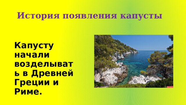  История появления капусты  Капусту начали возделывать в Древней Греции и Риме. 