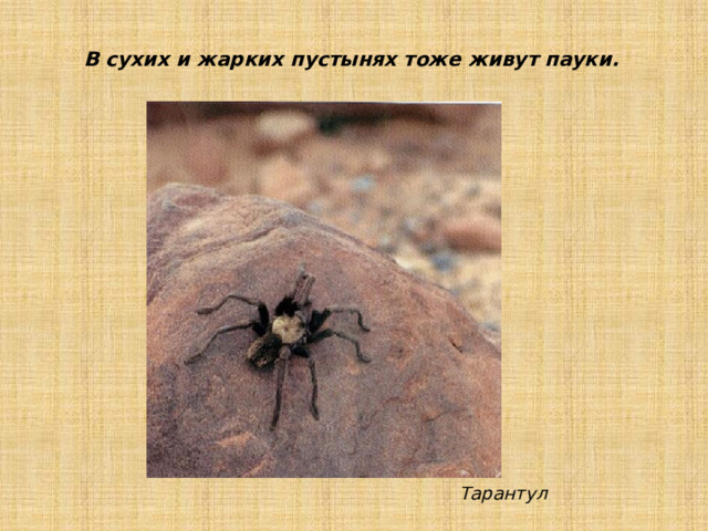В сухих и жарких пустынях тоже живут пауки. Тарантул 