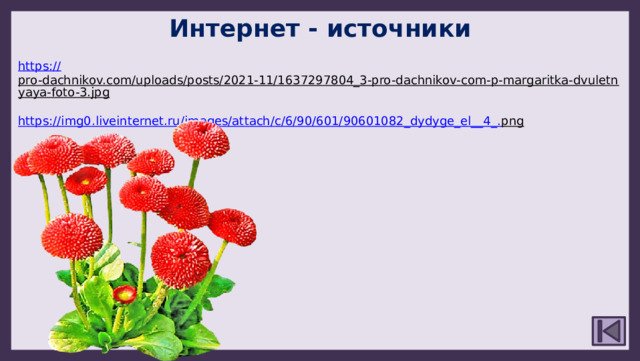 Интернет - источники https:// pro-dachnikov.com/uploads/posts/2021-11/1637297804_3-pro-dachnikov-com-p-margaritka-dvuletnyaya-foto-3.jpg  https://img0.liveinternet.ru/images/attach/c/6/90/601/90601082_dydyge_el__4_. png  
