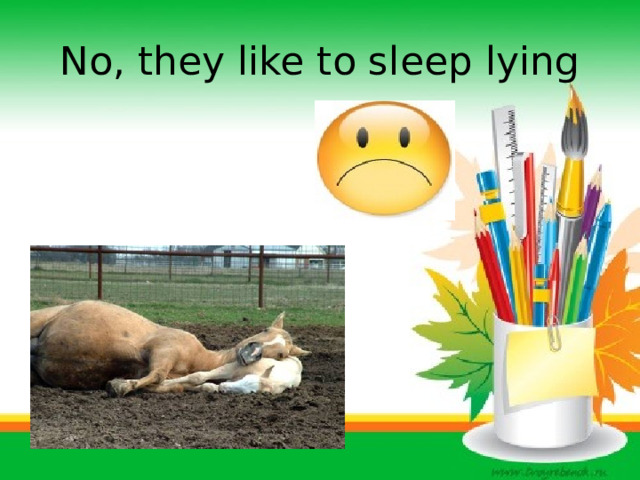 No, they like to sleep lying 