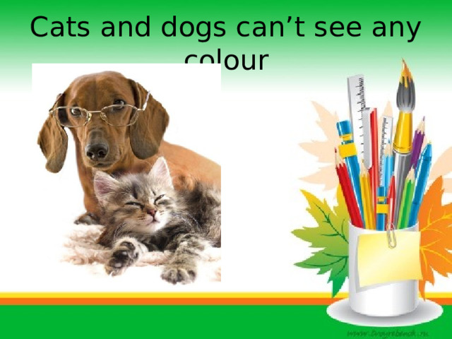 Cats and dogs can’t see any colour 