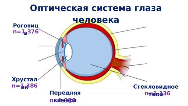 Оптическая система глаза человека Роговица n=1,376 Хрусталик n=1,386 Стекловидное тело Передняя камера n=1,336 n=1,336 