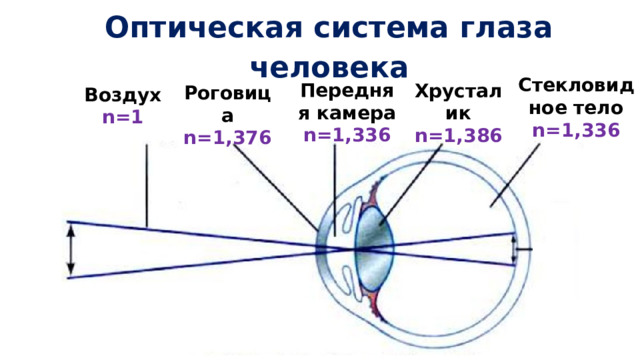 Оптическая система глаза человека Стекловидное тело n=1,336  Передняя камера n=1,336  Хрусталик n=1,386  Роговица n=1,376  Воздух n=1  
