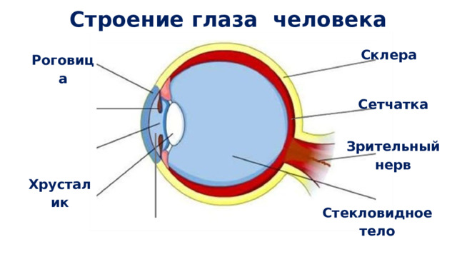Строение глаза человека Склера Роговица Сетчатка Зрительный нерв Хрусталик Стекловидное тело 