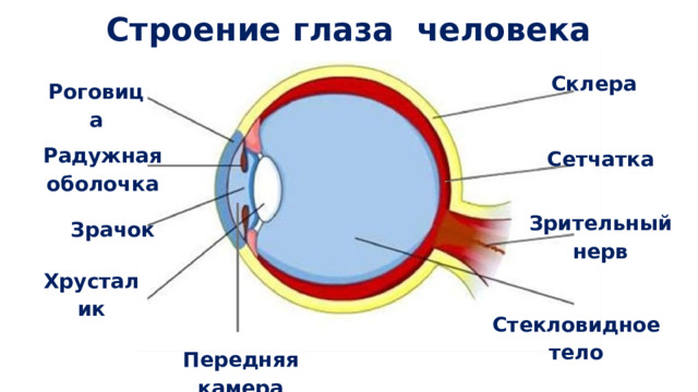 Строение глаза человека Склера Роговица Радужная оболочка Сетчатка Зрительный нерв Зрачок Хрусталик Стекловидное тело Передняя камера 