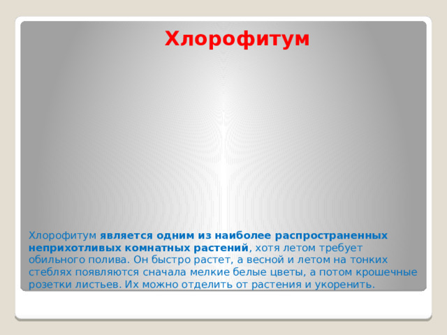 Хлорофитум Хлорофитум  является одним из наиболее распространенных неприхотливых комнатных растений , хотя летом требует обильного полива. Он быстро растет, а весной и летом на тонких стеблях появляются сначала мелкие белые цветы, а потом крошечные розетки листьев. Их можно отделить от растения и укоренить. 