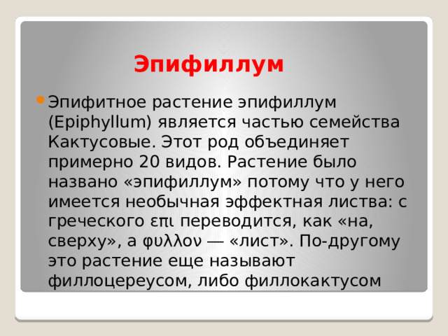 Эпифиллум Эпифитное растение эпифиллум (Epiphyllum) является частью семейства Кактусовые. Этот род объединяет примерно 20 видов. Растение было названо «эпифиллум» потому что у него имеется необычная эффектная листва: с греческого επι переводится, как «на, сверху», а φυλλον ― «лист». По-другому это растение еще называют филлоцереусом, либо филлокактусом 