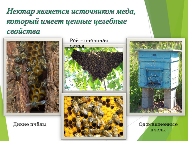 Рой – пчелиная семья Следовательно, нектар является источником меда, который имеет ценные целебные свойства. Дикие пчёлы Одомашненные пчёлы  
