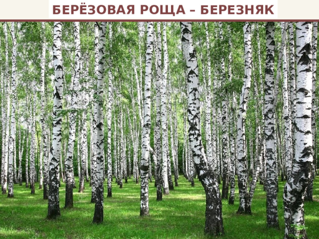 БЕРЁЗОВАЯ РОЩА – БЕРЕЗНЯК 