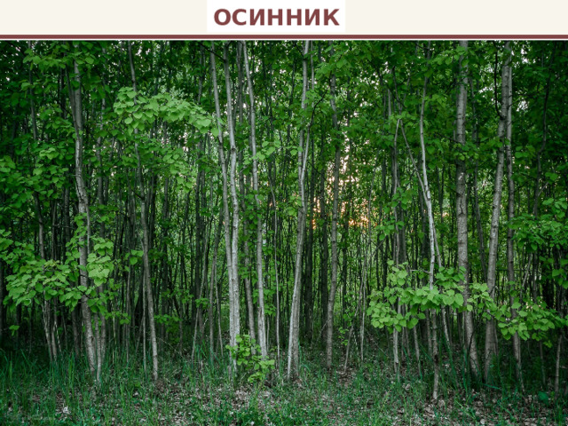 ОСИННИК 