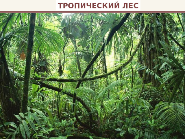 ТРОПИЧЕСКИЙ ЛЕС 