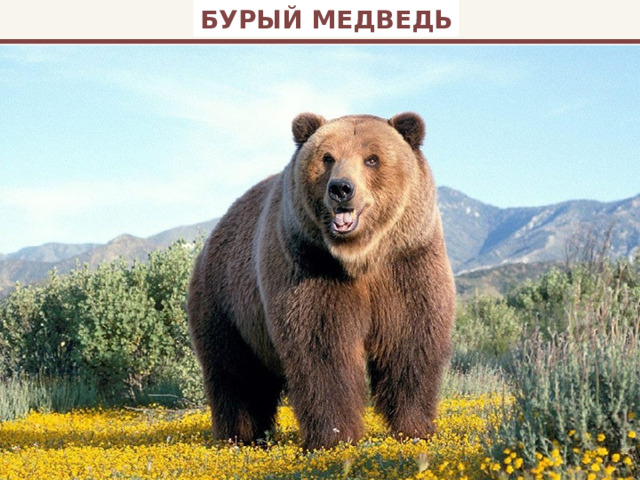 БУРЫЙ МЕДВЕДЬ 