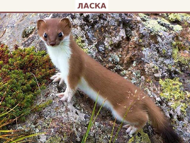 ЛАСКА 