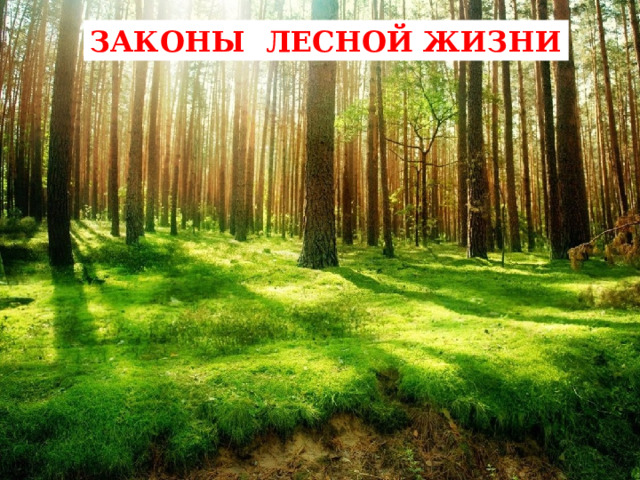 ЗАКОНЫ ЛЕСНОЙ ЖИЗНИ 