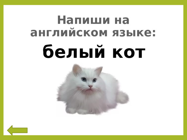 Напиши на английском языке: белый кот 