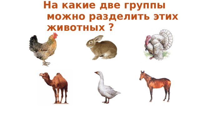 На какие две группы можно разделить этих животных ? 