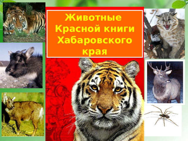 Животные  Красной книги Хабаровского края 