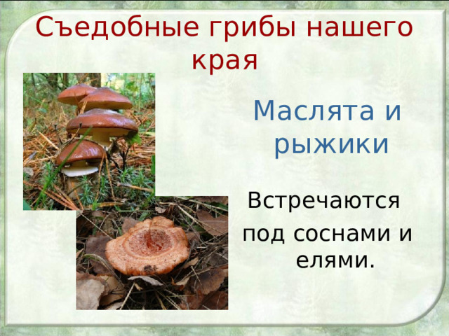 Съедобные грибы нашего края Маслята и рыжики Встречаются под соснами и елями. 