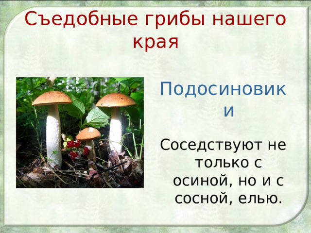 Съедобные грибы нашего края Подосиновики Соседствуют не только с осиной, но и с сосной, елью. 