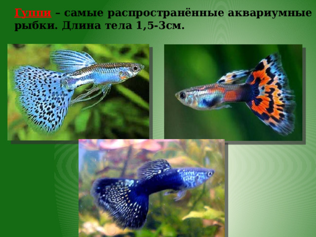 Гуппи – самые распространённые аквариумные рыбки. Длина тела 1,5-3см. 