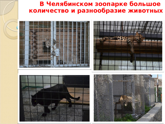  В Челябинском зоопарке большое количество и разнообразие животных 